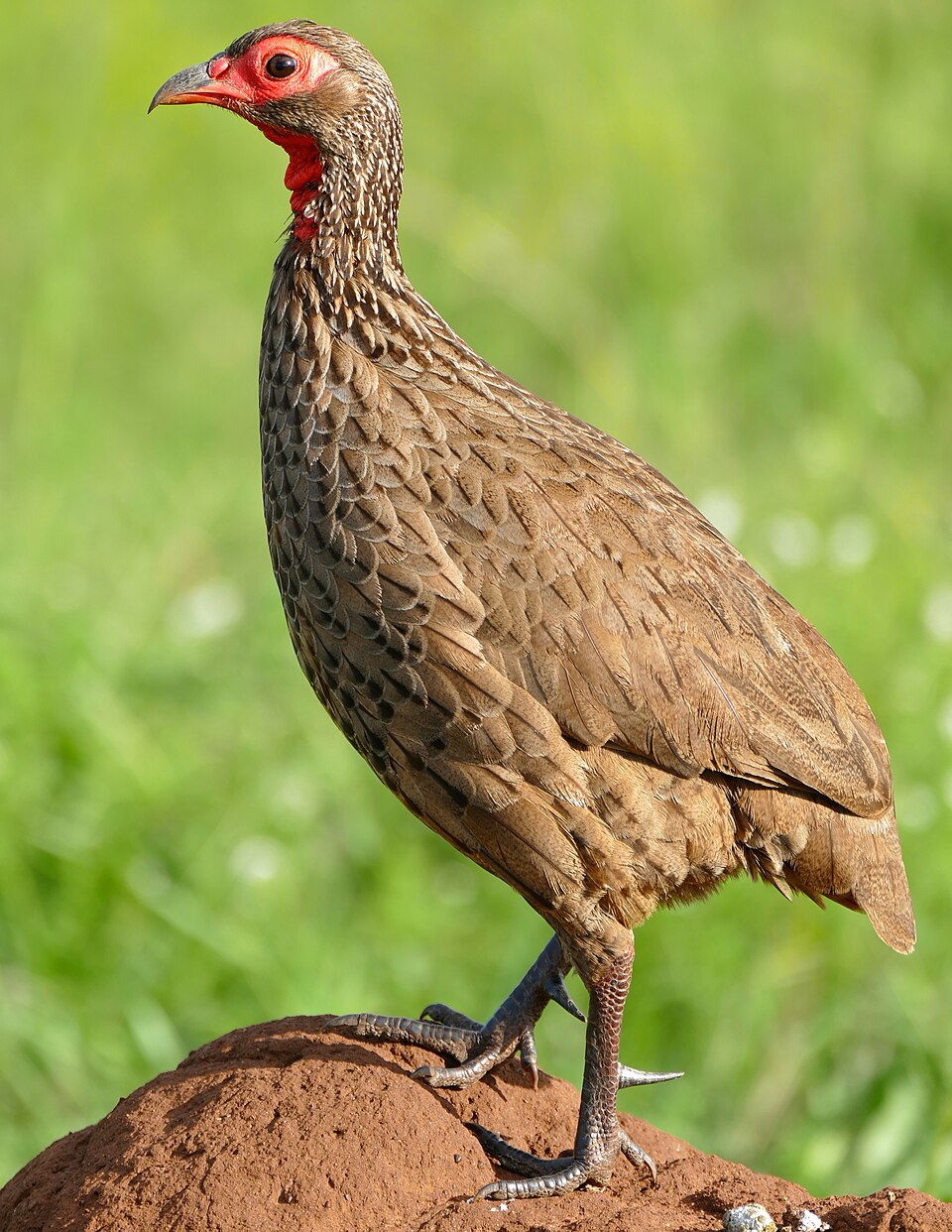 Swainson's Francolin