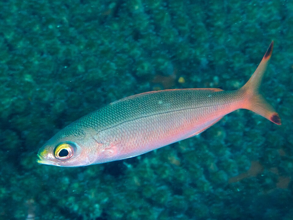 Banana fusilier