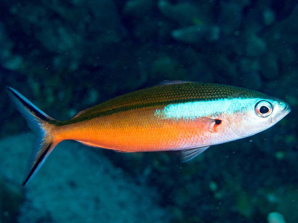 Tricoloured Fusilier