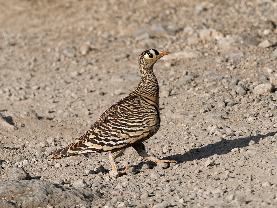 Lichtenstein's Sandgrouse