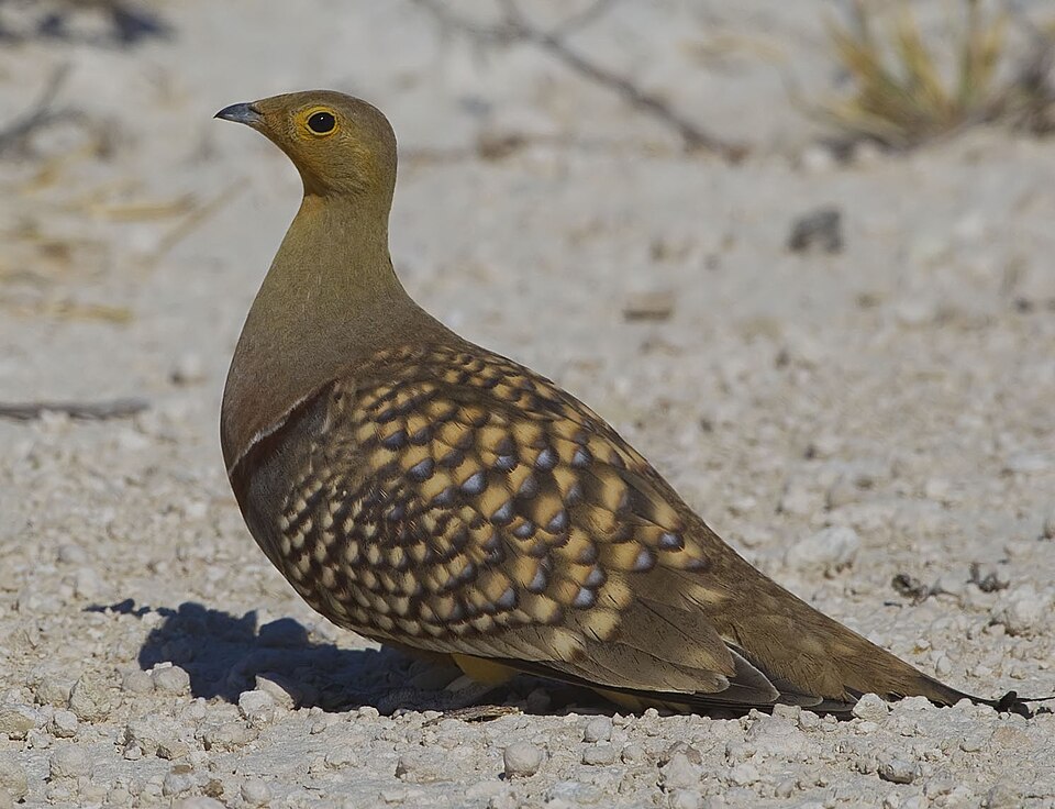 Namaqua Sandgrouse