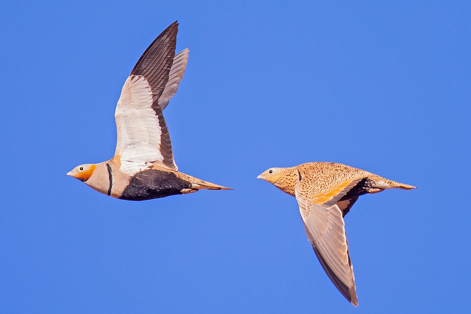 Black-bellied Sandgrouse