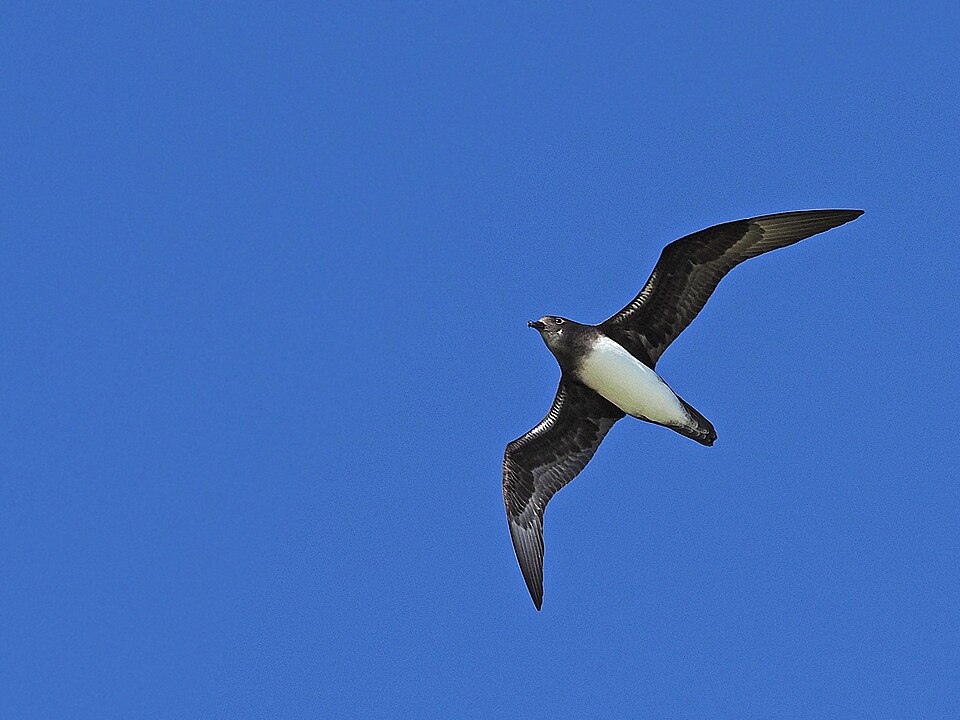 Phoenix Petrel