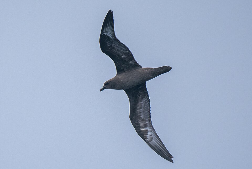 Trindade Petrel