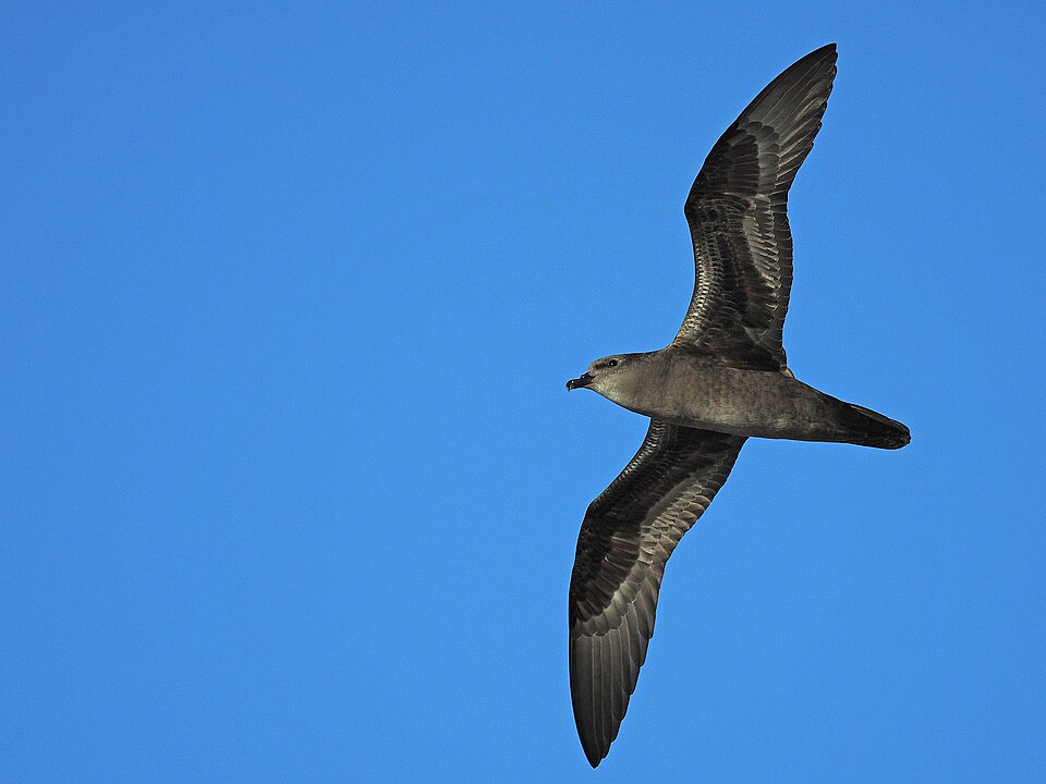 Henderson Petrel