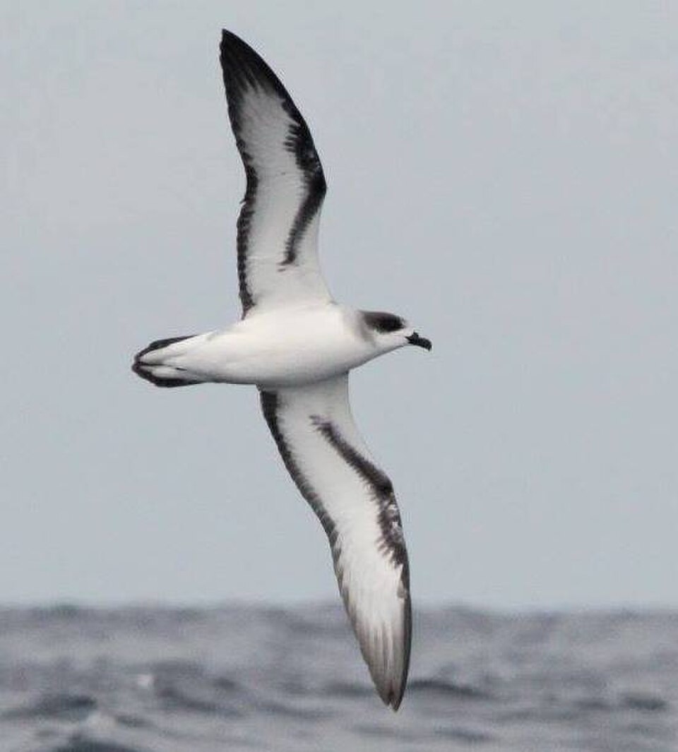 Barau's Petrel
