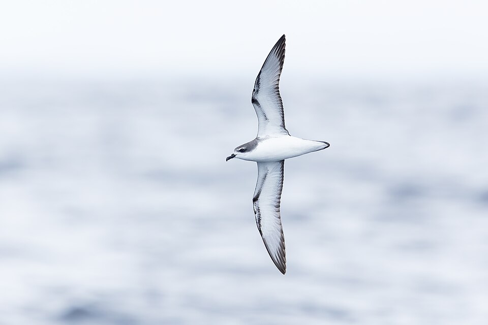 Cook's Petrel