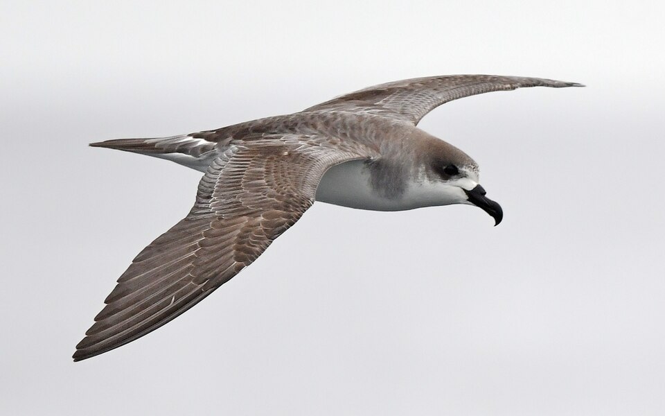 Juan Fernandez Petrel