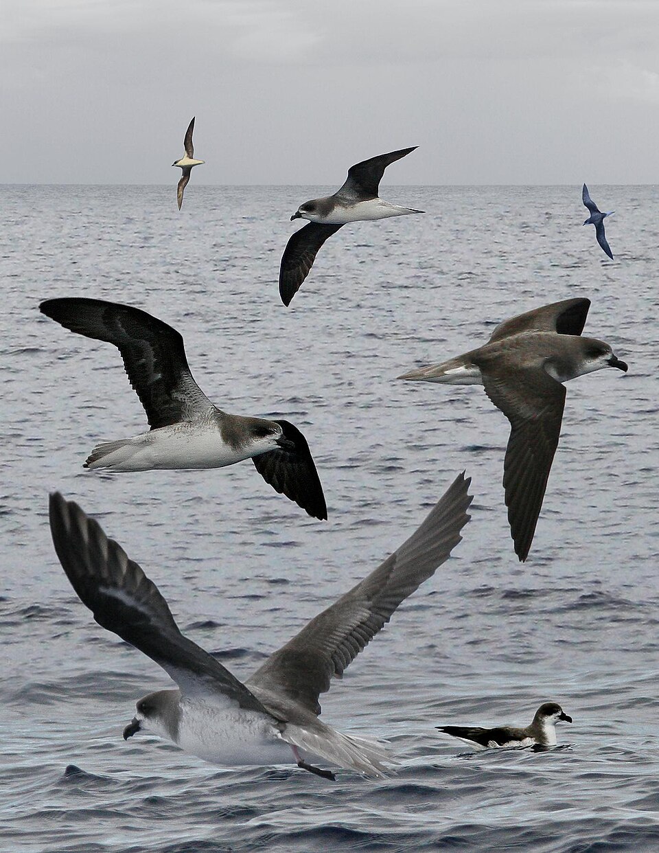 Fea's Petrel
