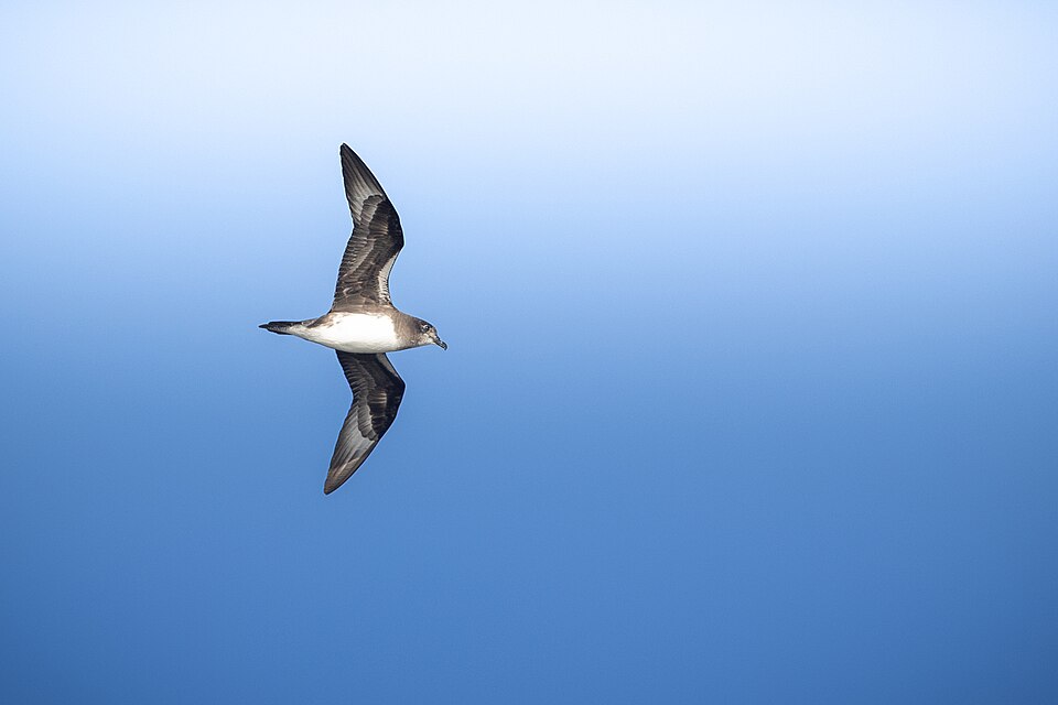 Herald Petrel