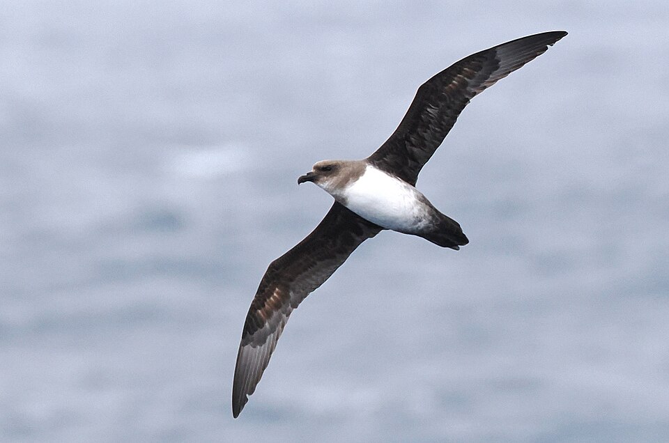 Atlantic Petrel