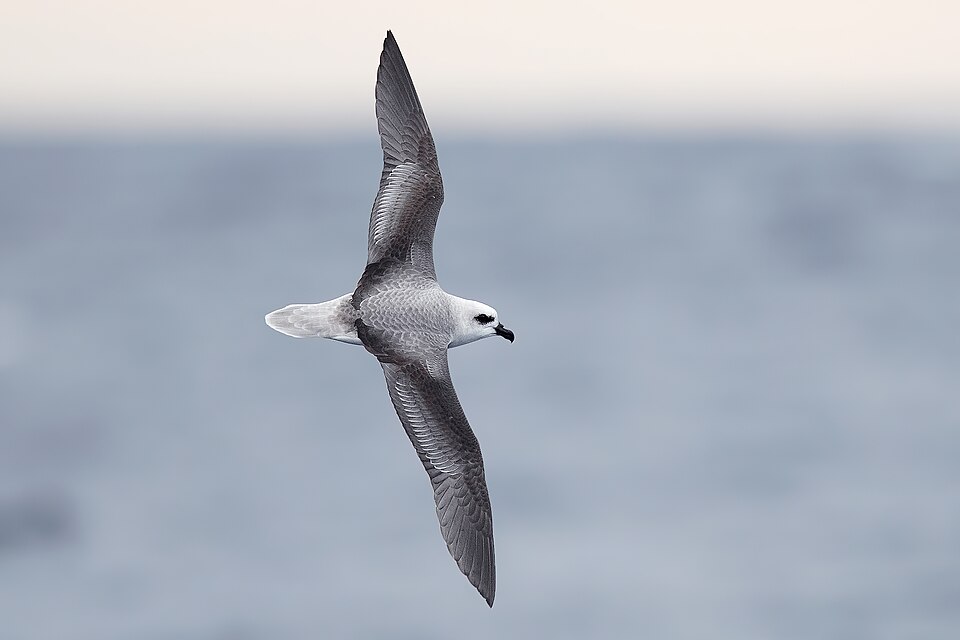 White-headed Petrel