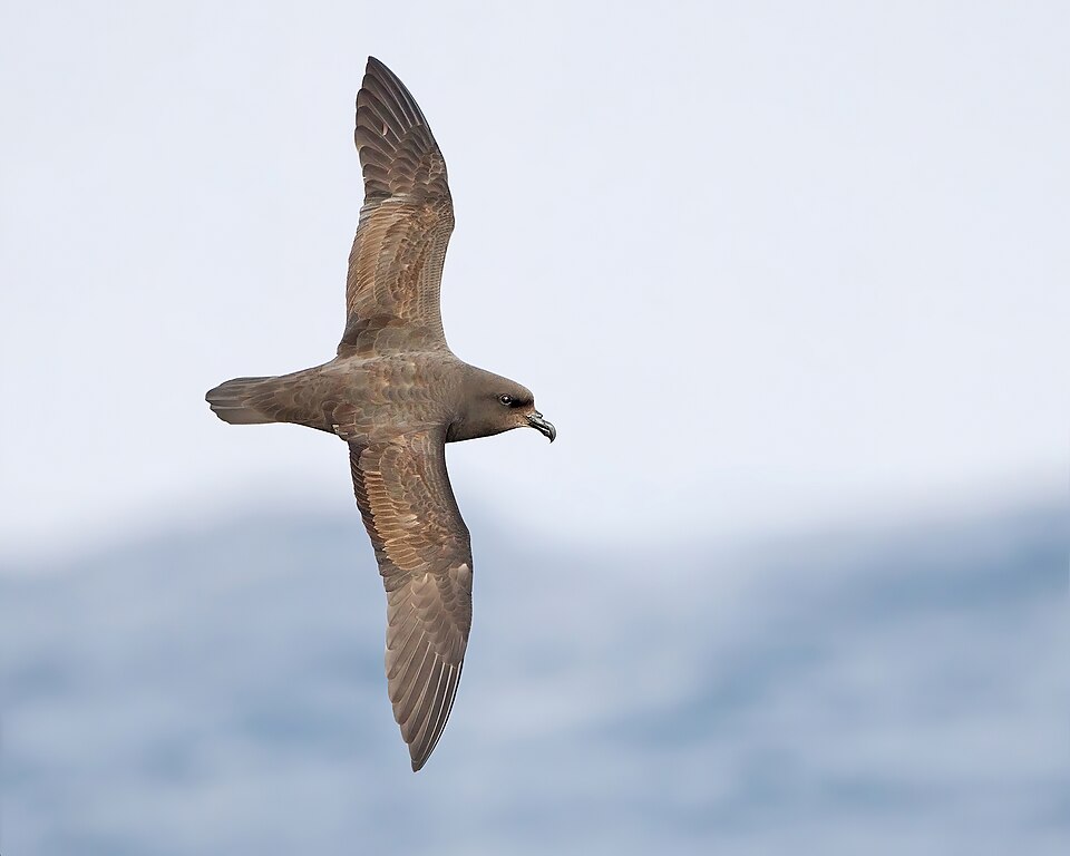 Great-winged Petrel