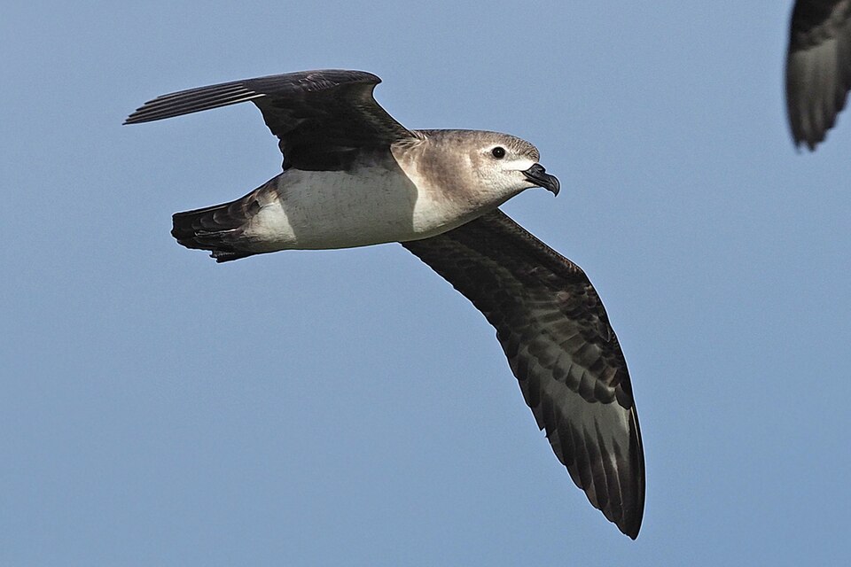 Kermadec Petrel