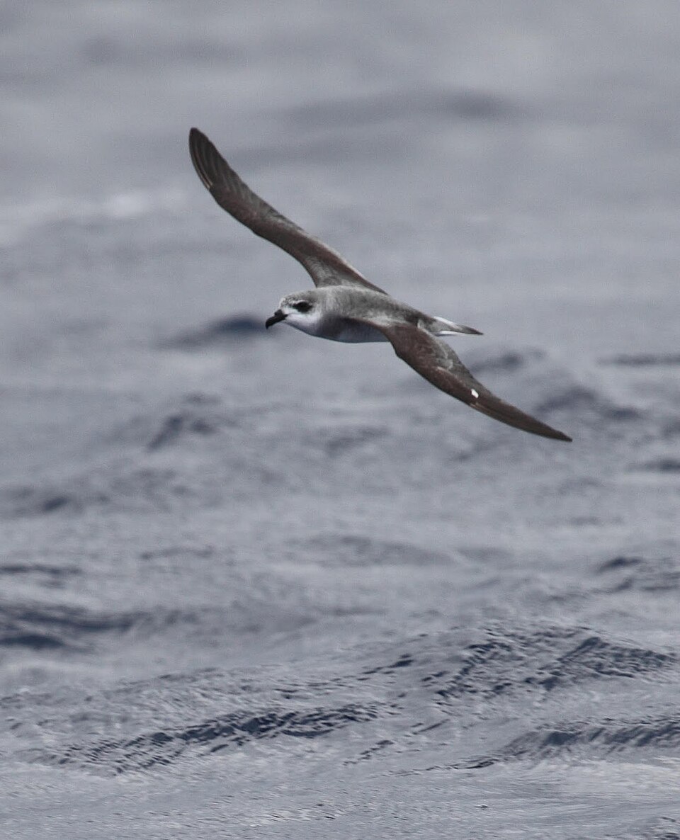 Black-winged Petrel