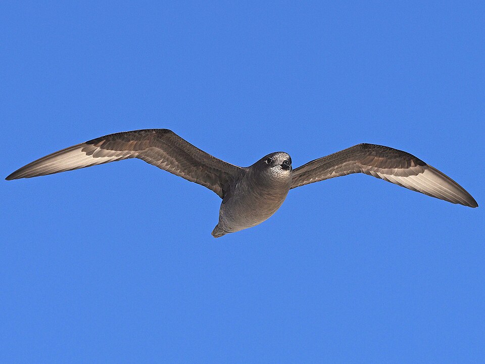 Murphy's Petrel