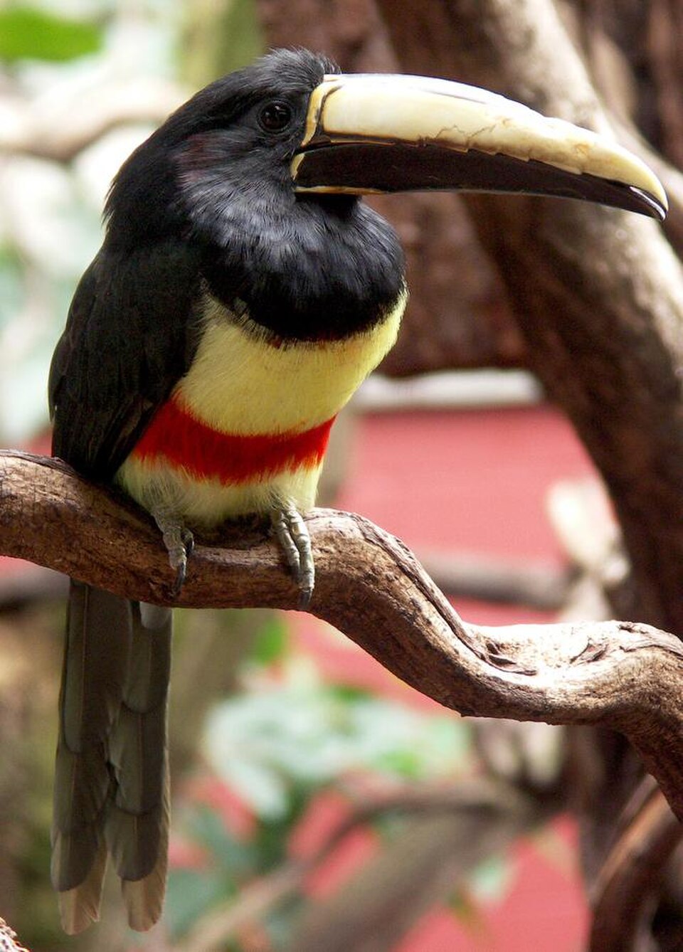 Black-necked Aracari