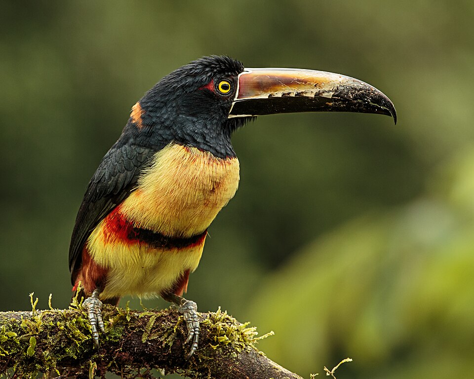 Collared Aracari