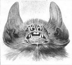 Davy's Naked-backed Bat