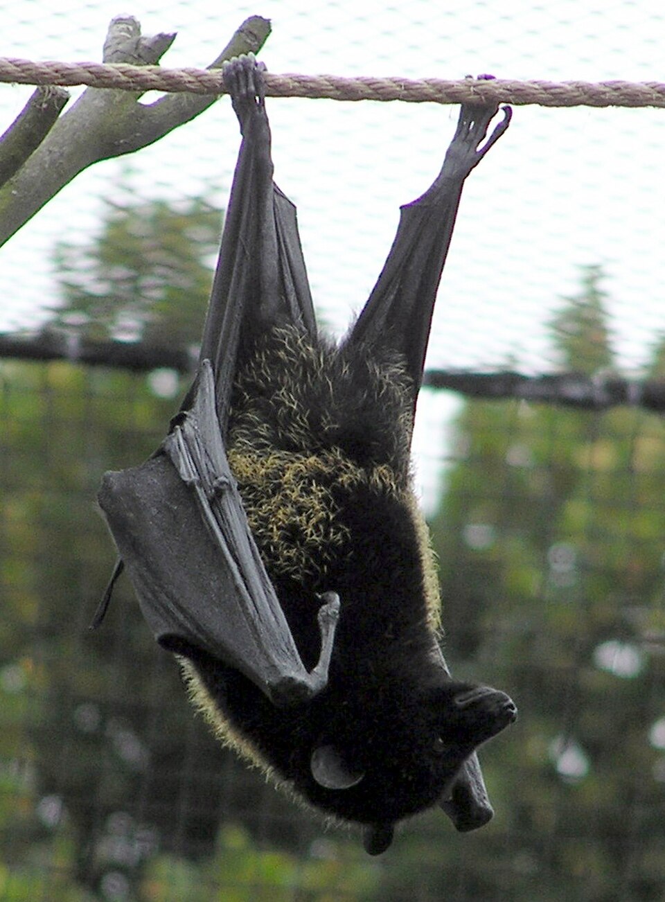 Comoro Black Flying Fox