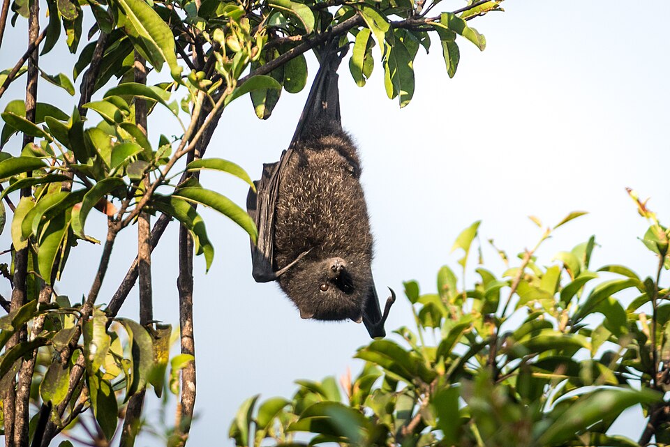 Black-eared flying fox
