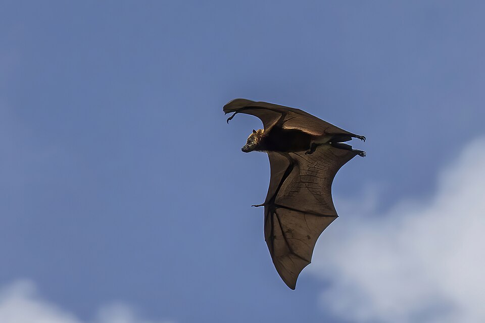 Mauritian flying fox