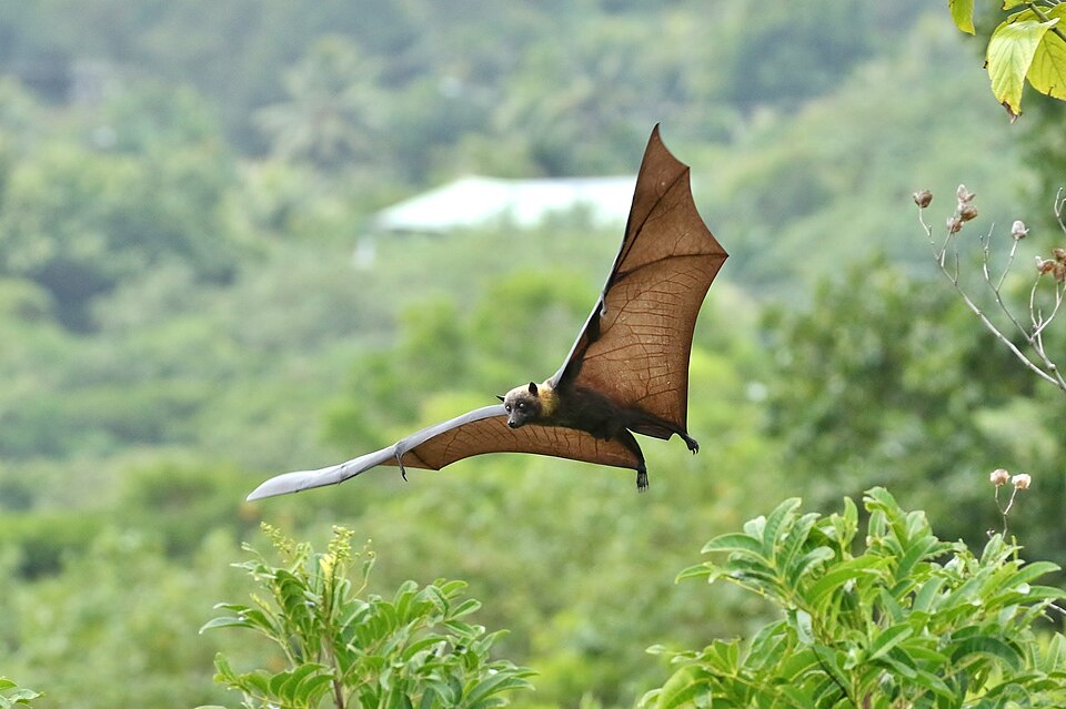 Palau Flying Fox