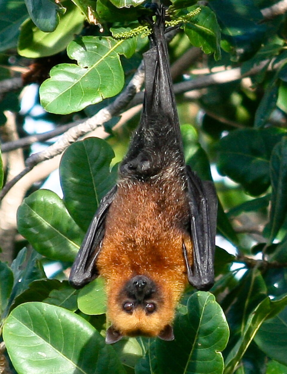 Seychelles Flying Fox