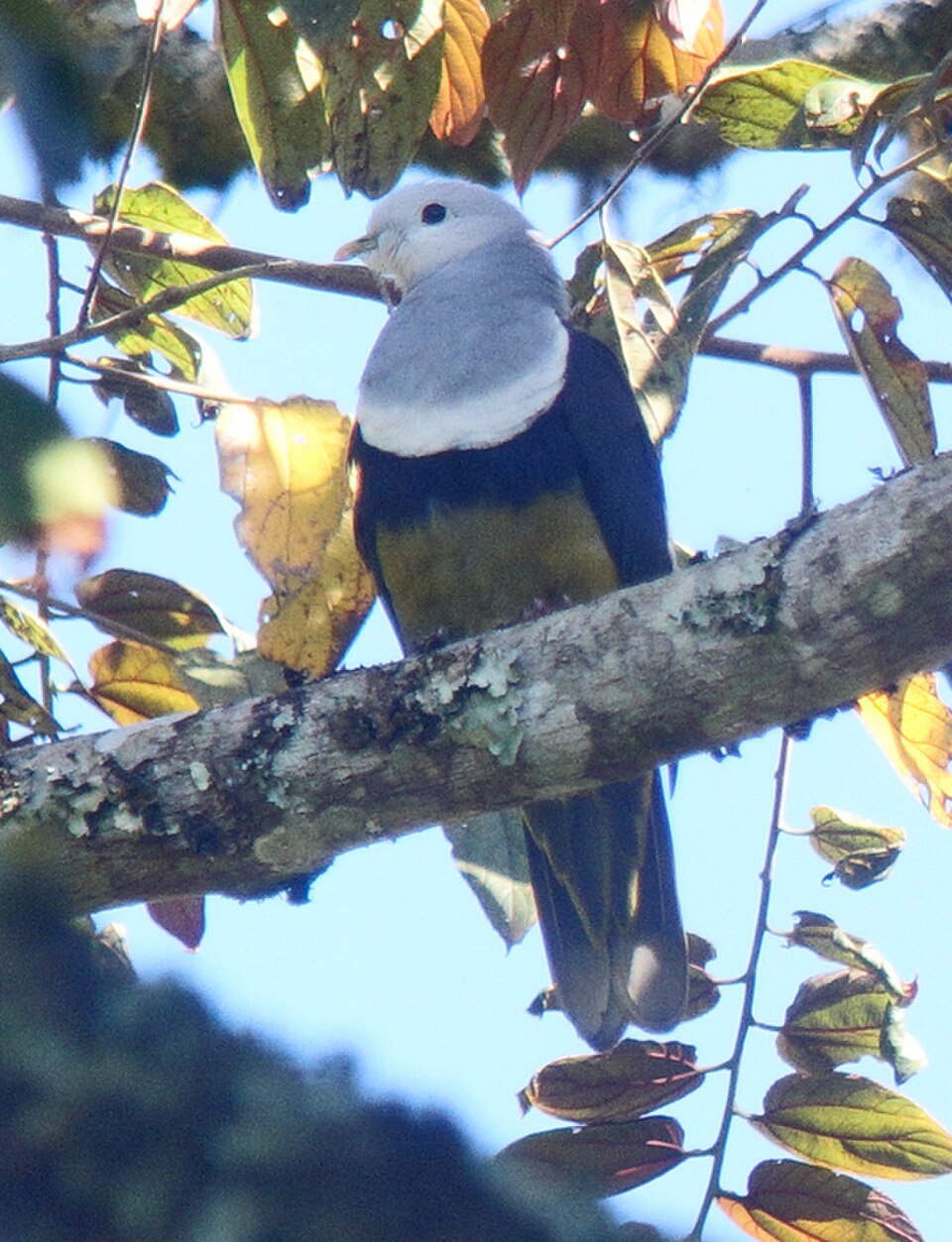 Black-backed Fruit-Dove