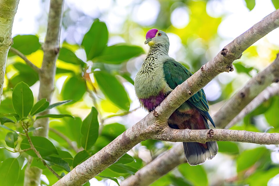 Red-bellied Fruit-Dove