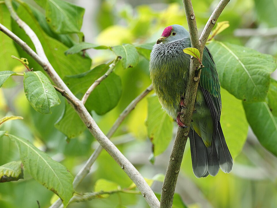 Henderson Island Fruit-Dove