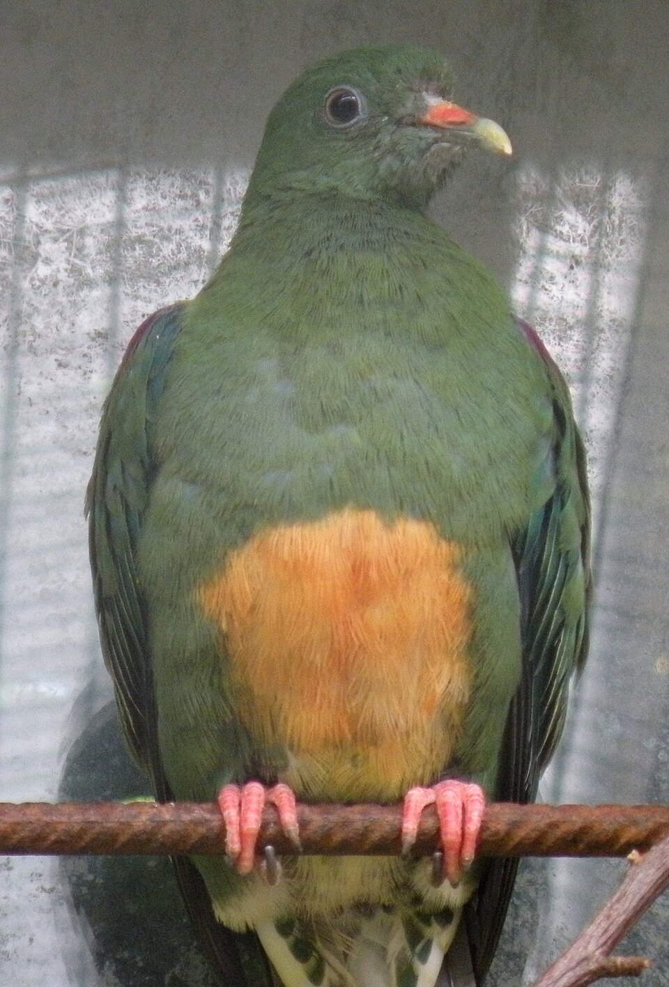 Orange-bellied Fruit-Dove