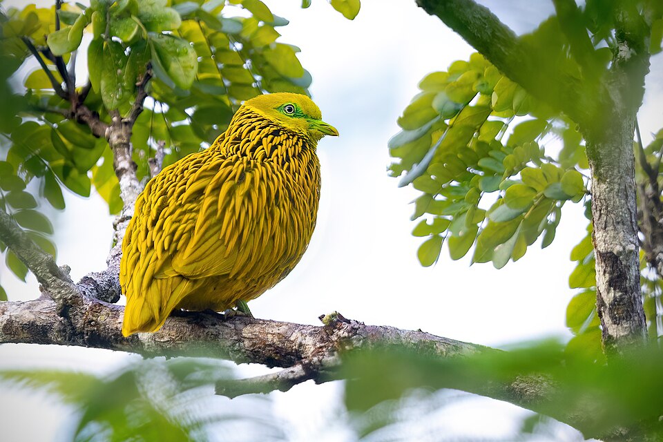 Golden Dove
