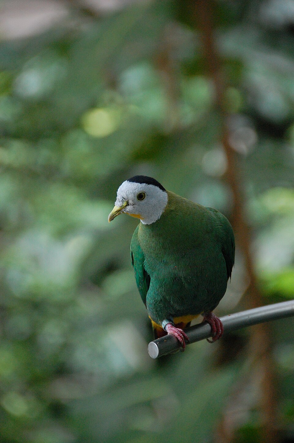 Black-naped Fruit-Dove