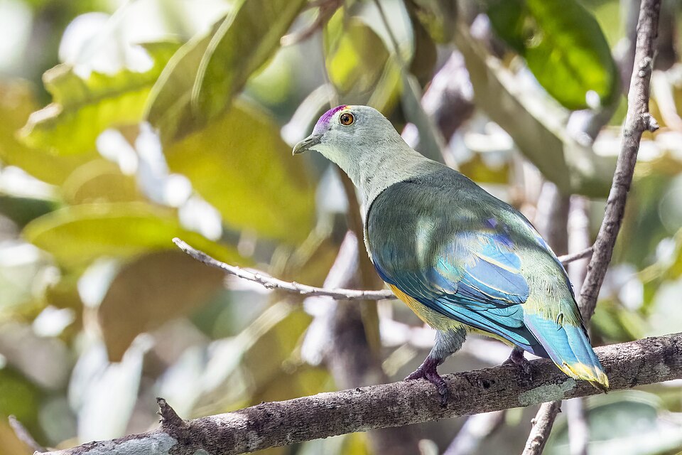Palau Fruit-Dove