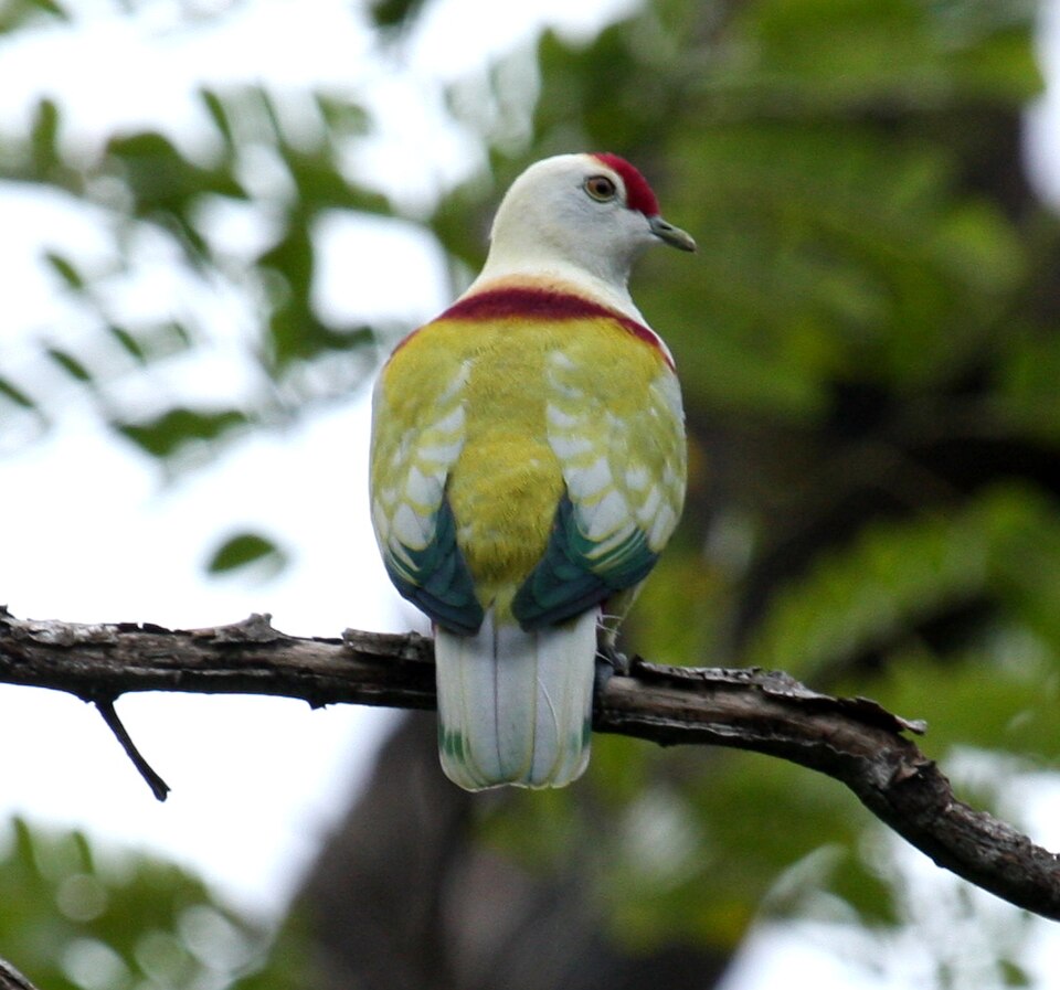 Many-colored Fruit-Dove
