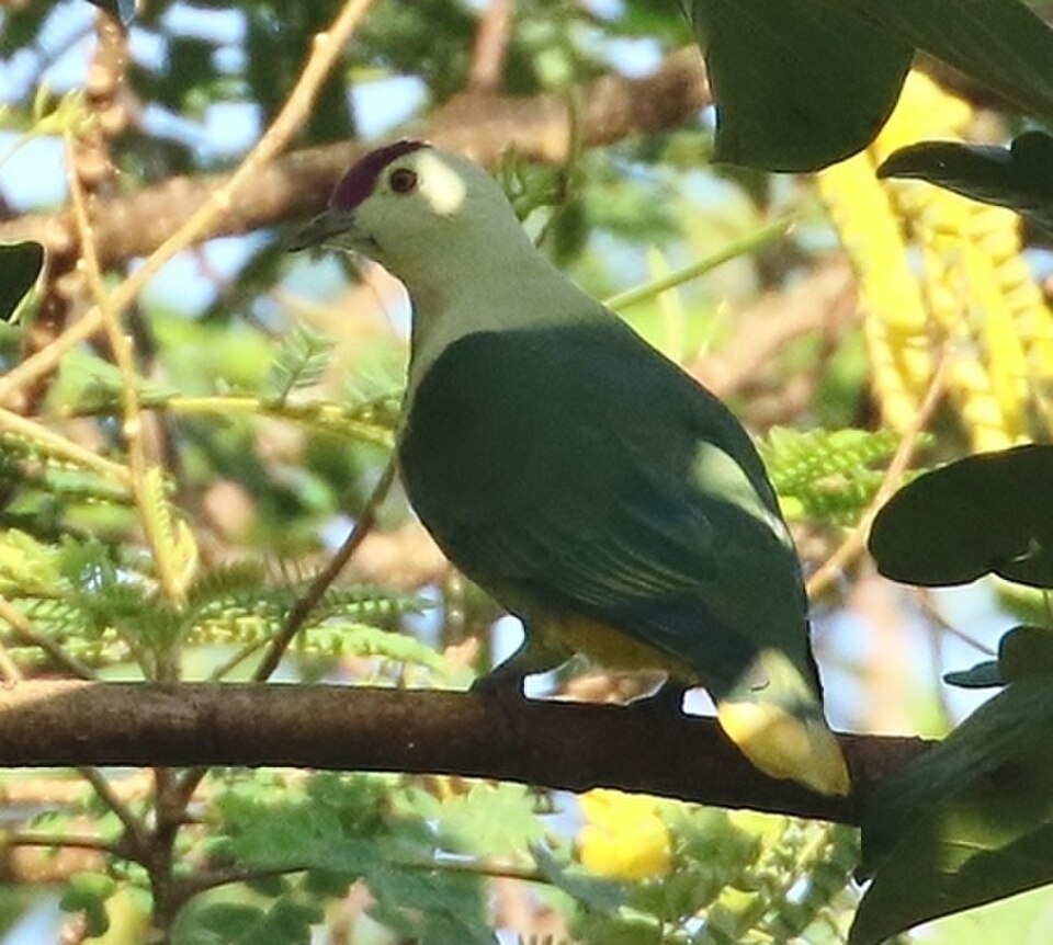 Purple-capped Fruit-Dove