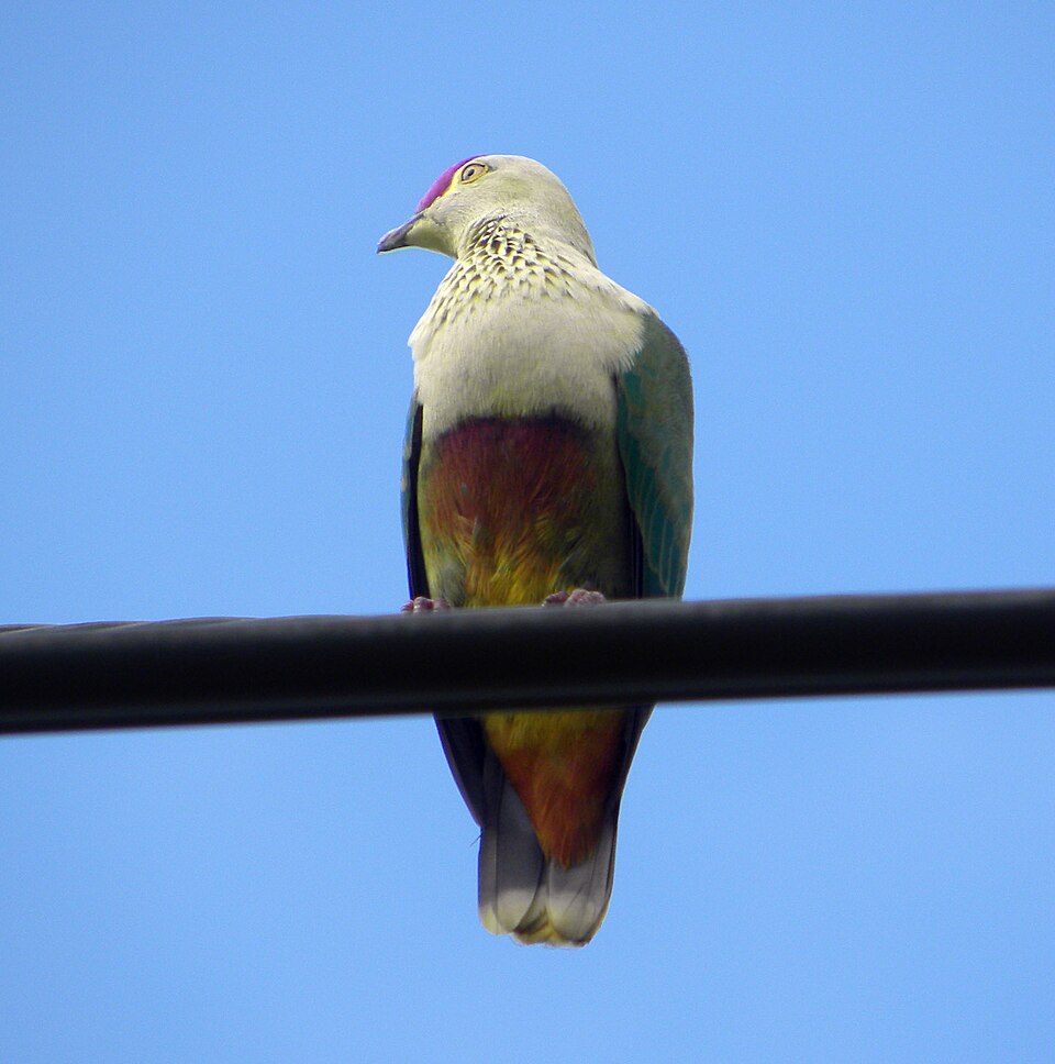 Crimson-crowned Fruit-Dove