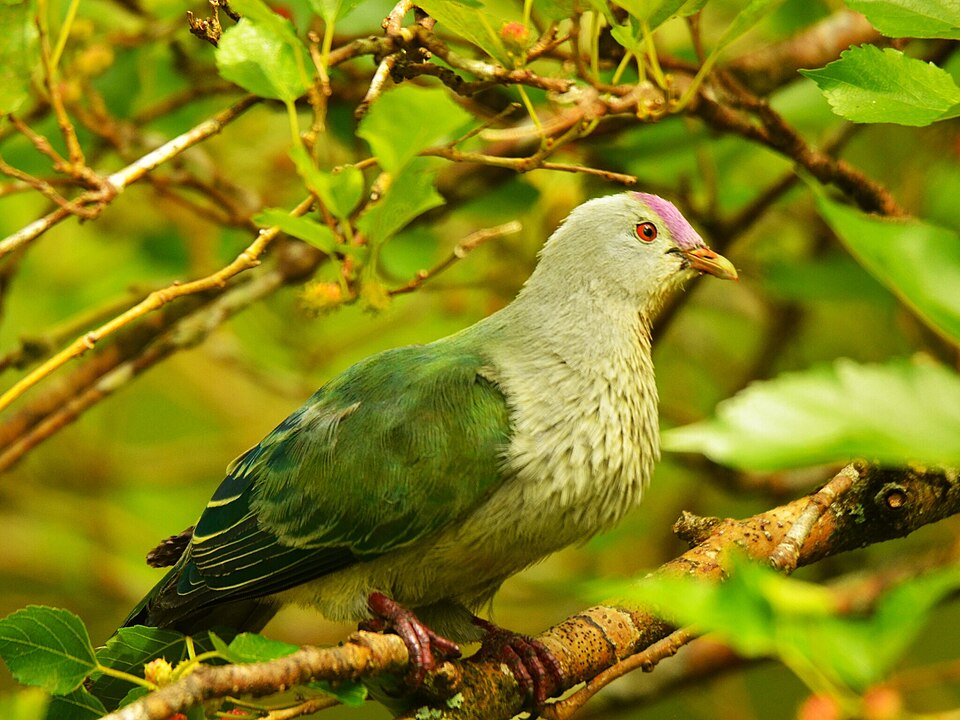 Cook Islands Fruit-Dove