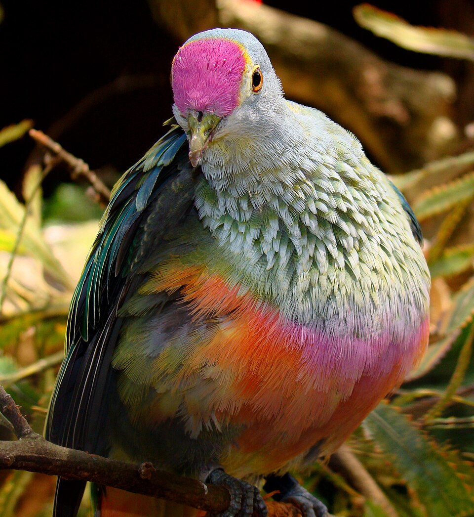 Rose-crowned Fruit-Dove