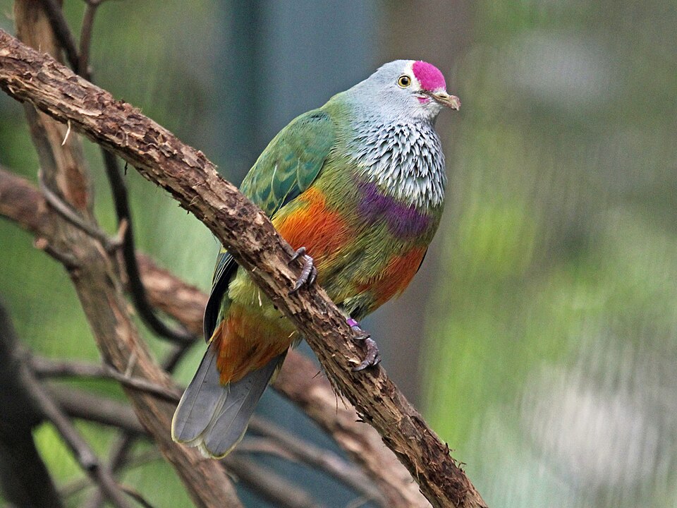 Mariana Fruit-Dove