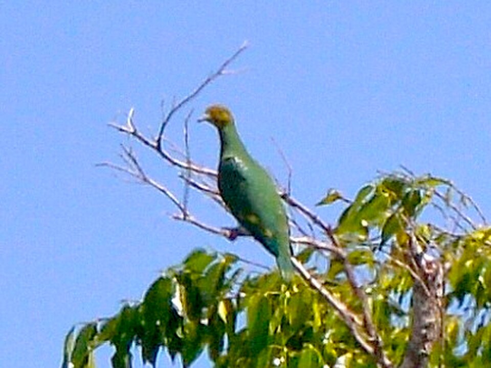 Tanna Fruit-Dove