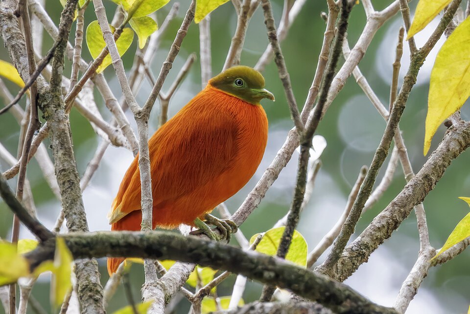 Orange Dove