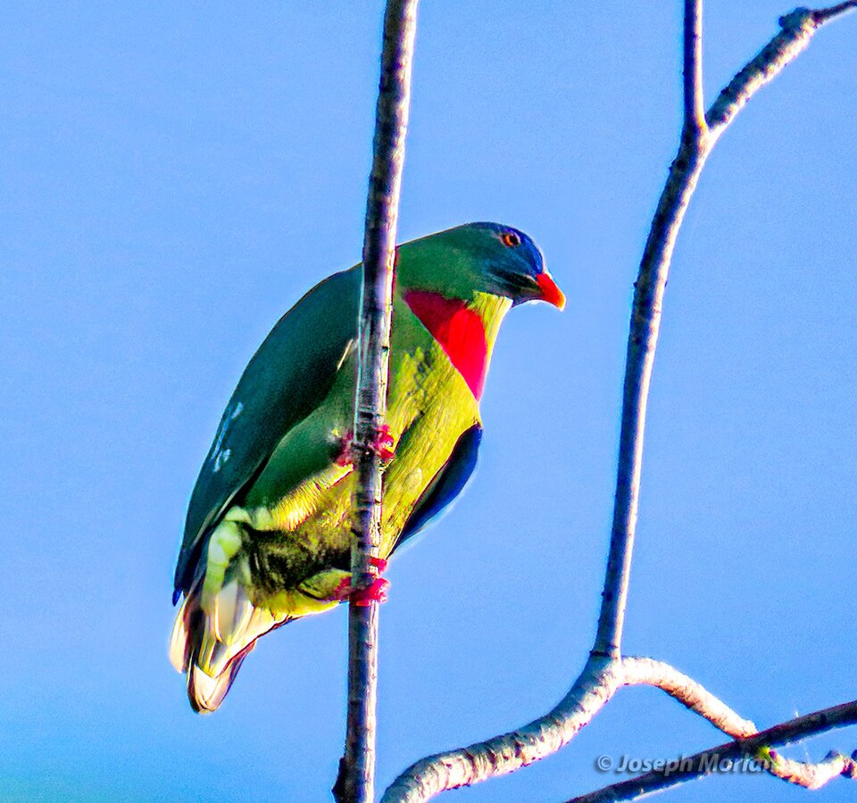 Claret-breasted Fruit-Dove