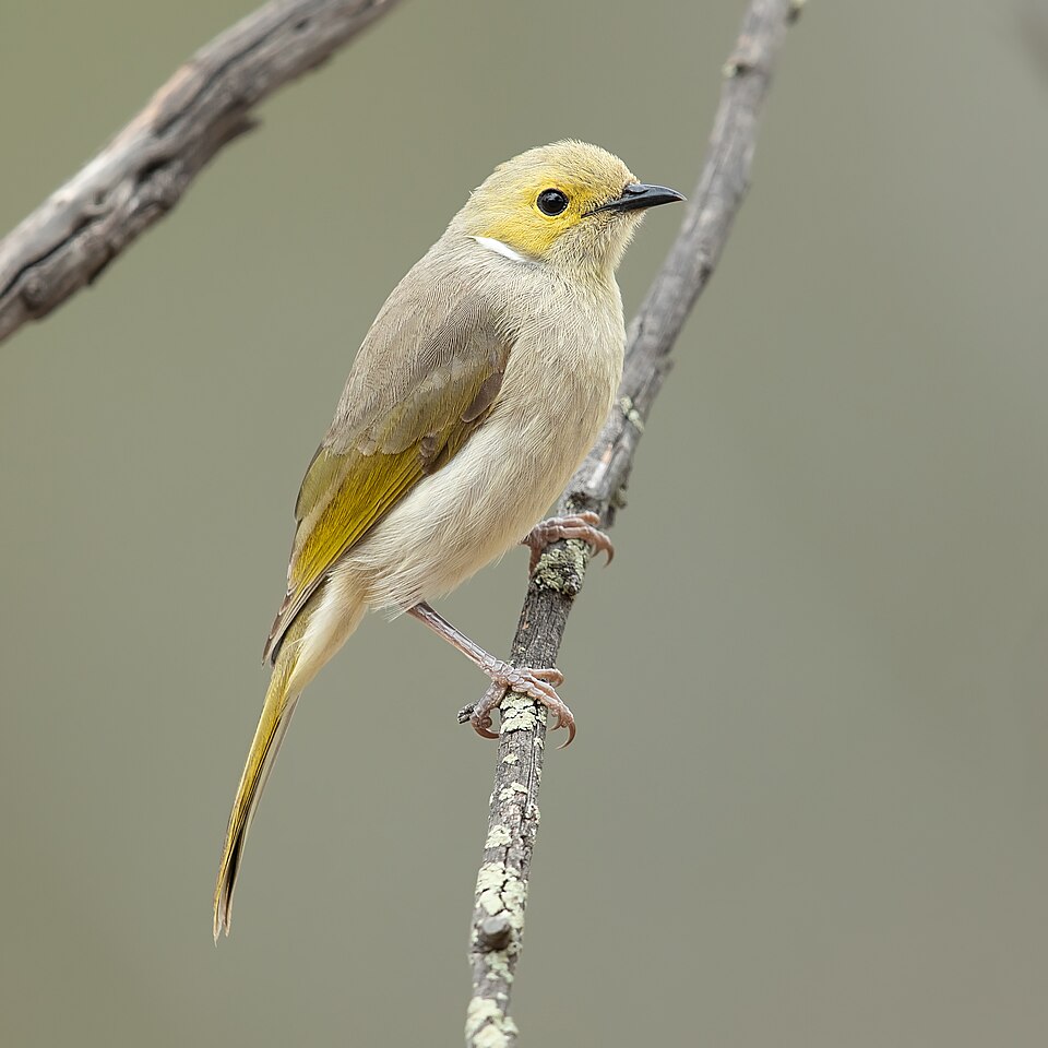 White-plumed Honeyeater