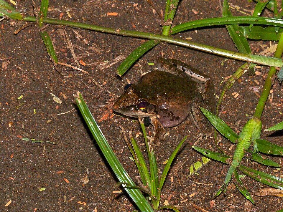 Benguella Grassland Frog