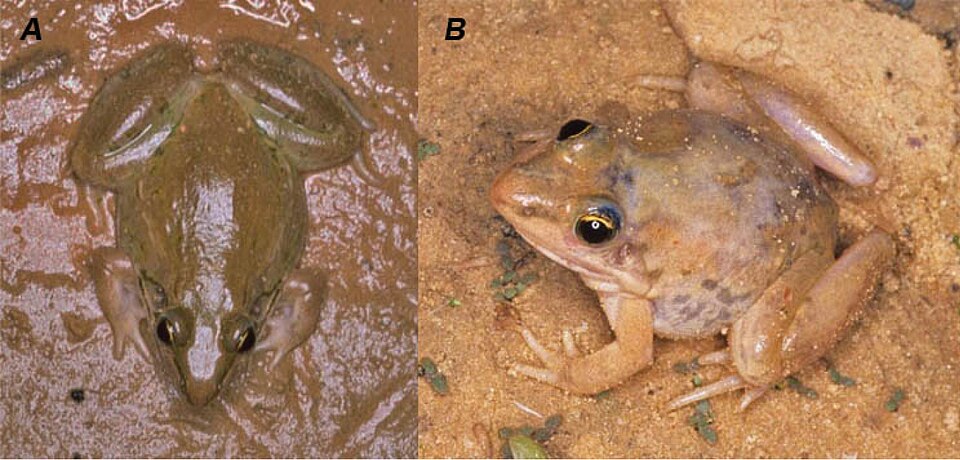 Sudan Grassland Frog