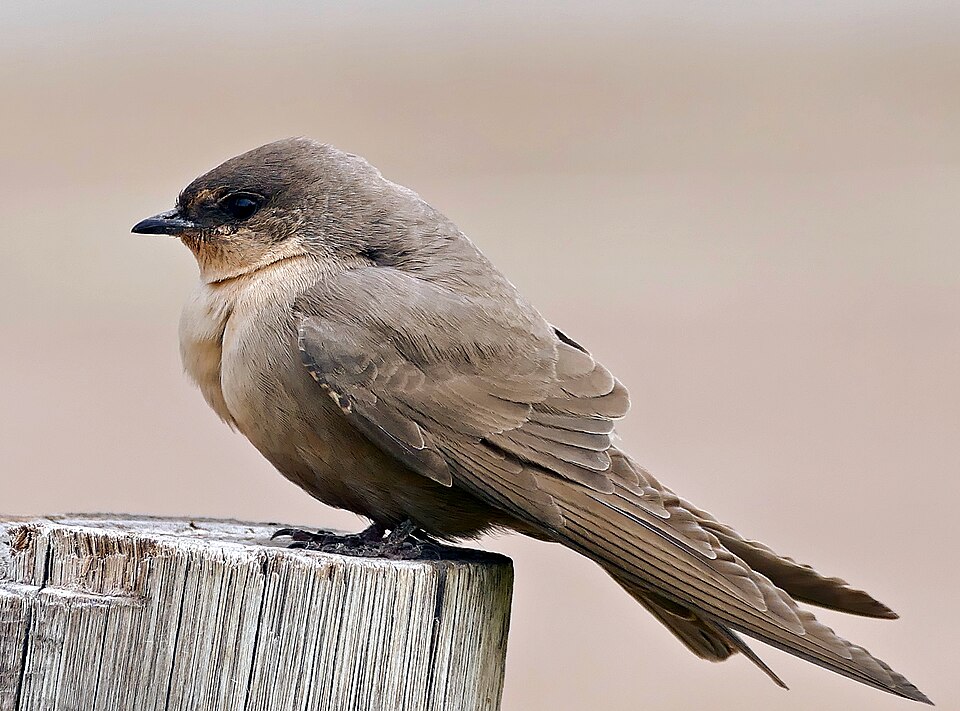 Rock Martin