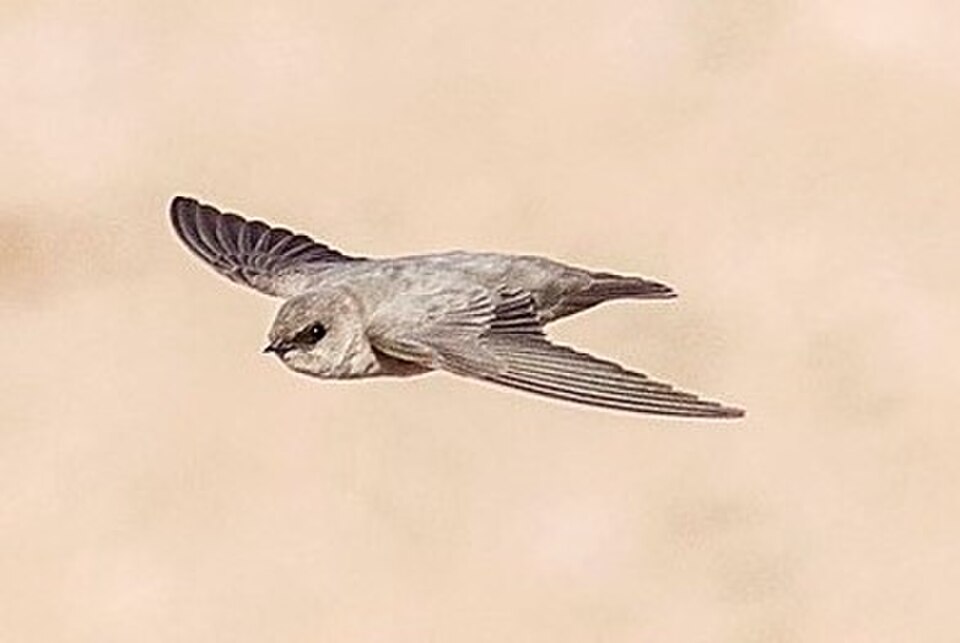 Pale Crag Martin