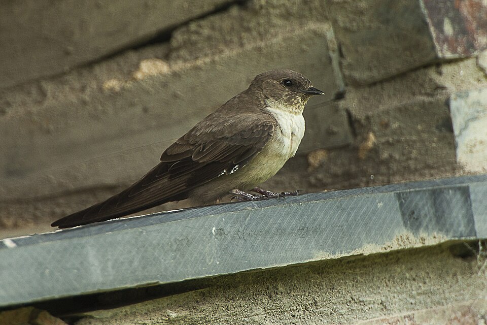 Eurasian Crag-Martin